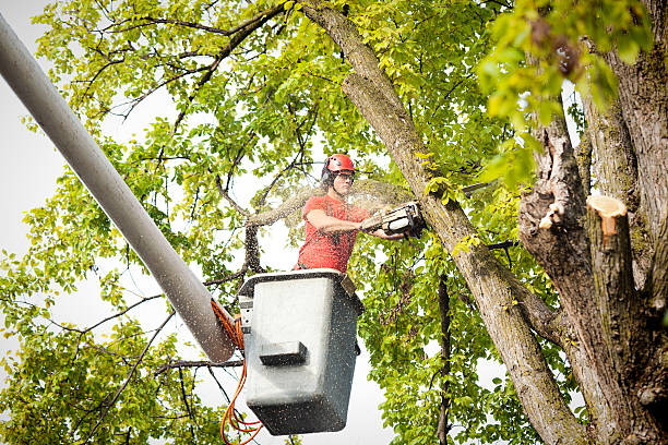 Professional Tree Service in Clarendon, AR